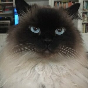 Team Page: Teddy's Terrific Friendos